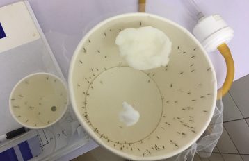 Bird's eye view of numerous mosquitoes inside of paper cup covered with transparent netting with a white cotton ball partially inserted into the netting