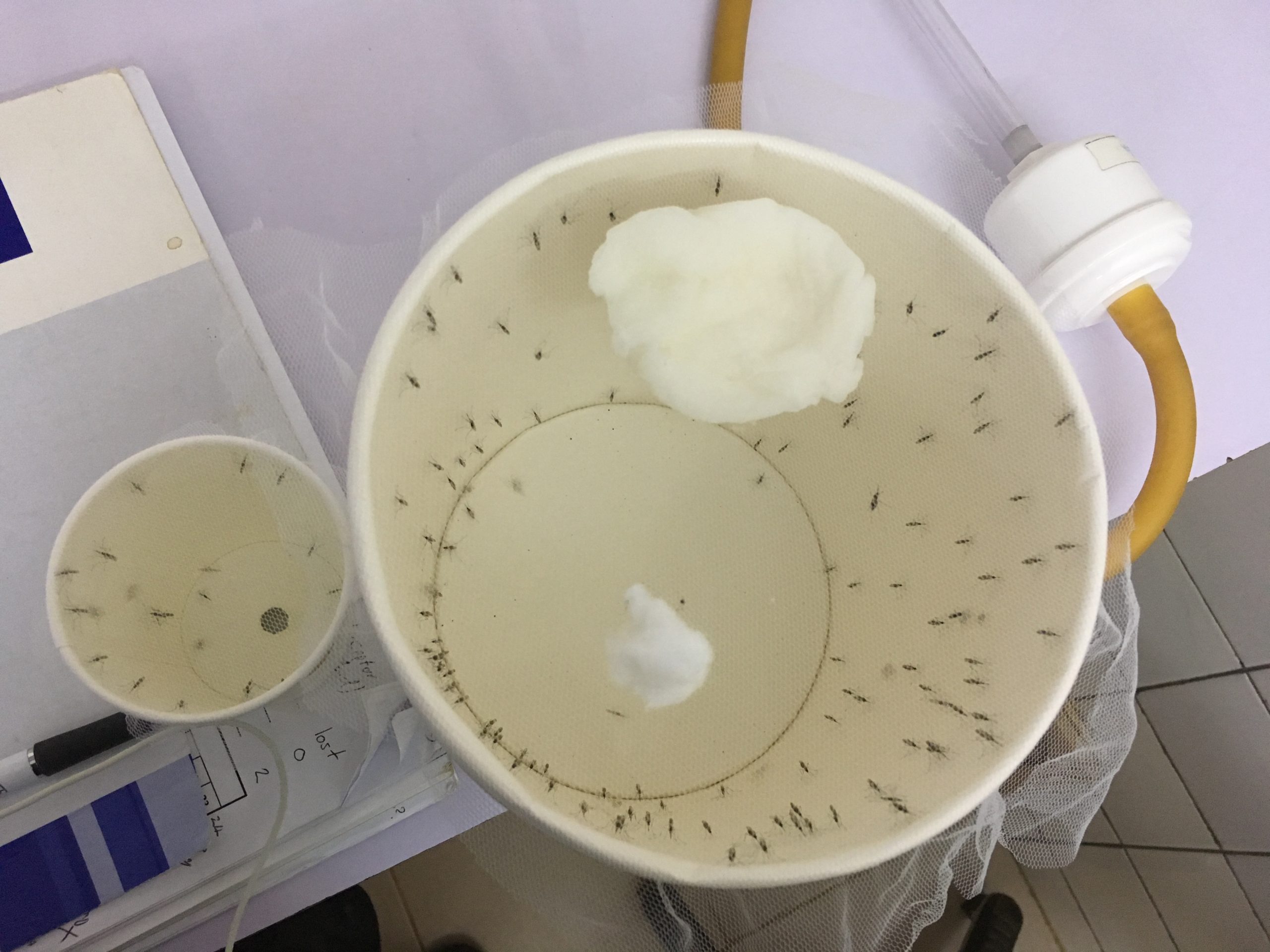 Bird's eye view of numerous mosquitoes inside of paper cup covered with transparent netting with a white cotton ball partially inserted into the netting