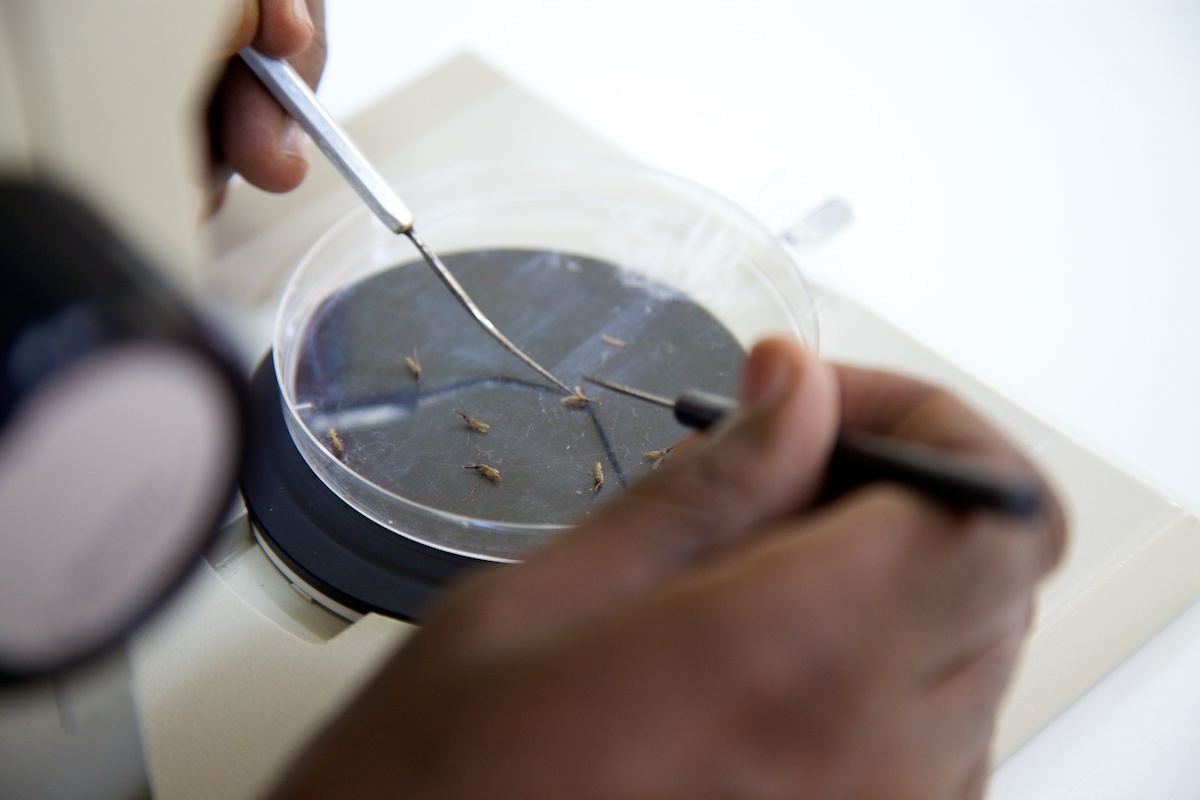 Dissecting mosquitoes, Ethiopia