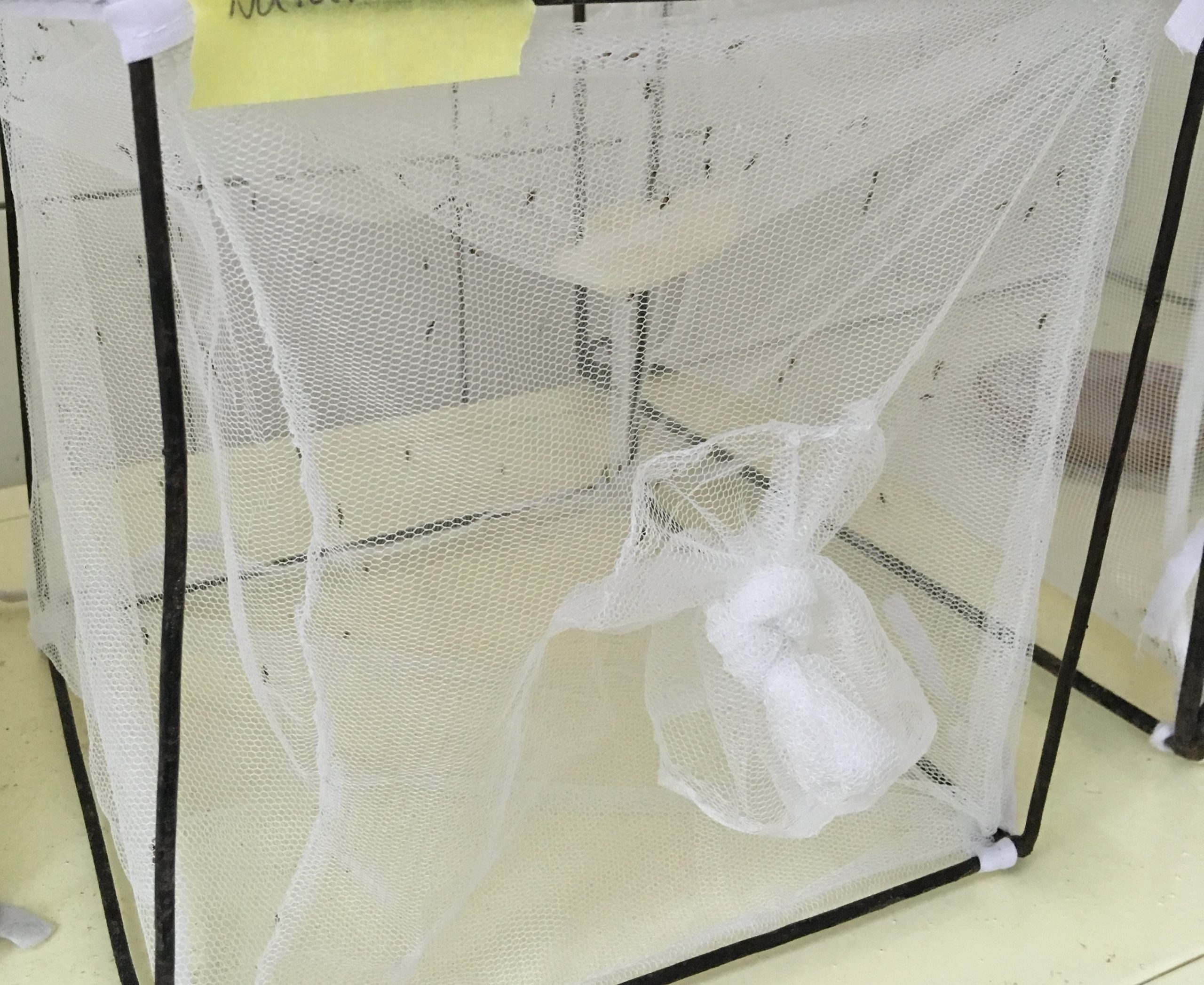 Mosquito cage showing a black metal frame and netting on all sides with a knot in the netting in the front to close the opening. Numerous mosquitoes are inside.