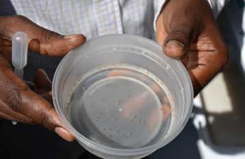 Laboratory scientist holds a container of mosquito pupa in the new insectary at Africa University in Mutare, Zimbabwe. Photo by Bridget Higginbotham for USAID/PMI, 2018.