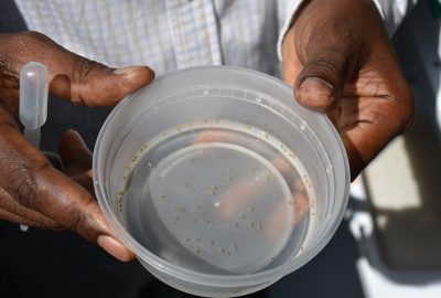 Laboratory scientist holds a container of mosquito pupa in the new insectary at Africa University in Mutare, Zimbabwe. Photo by Bridget Higginbotham for USAID/PMI, 2018.