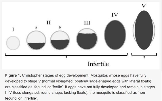 An image of 6 circles increasing in size, length and proportion of dark to white colouration from left to right, categorised into five numerical categories with the first five circles labelled infertile. The image represents Christopher stages of egg development. Mosquitos whose eggs have fully developed to stage V (normal elongated, boat/sausage-shaped eggs with lateral floats) are classified as ‘fecund’ or ‘fertile’. If eggs have not fully developed and remain in stages I–IV (less elongated, round shape, lacking floats), the mosquito is classified as ‘non-fecund’ or ‘infertile’.