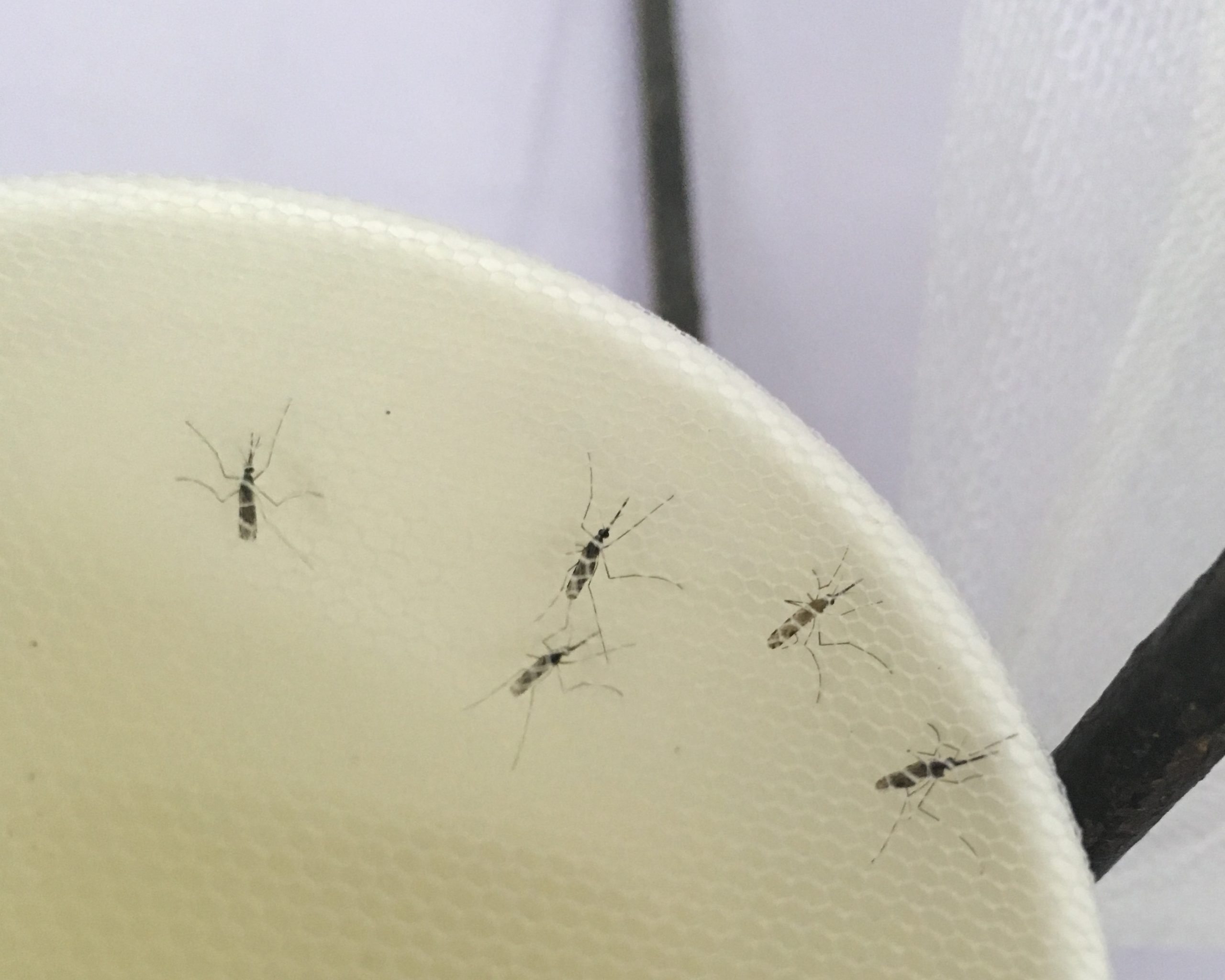 Five mosquitoes inside a paper cup covered in netting for testing