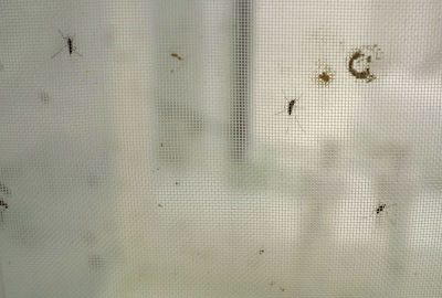 Three mosquitoes resting on the wall of a mesh fabric