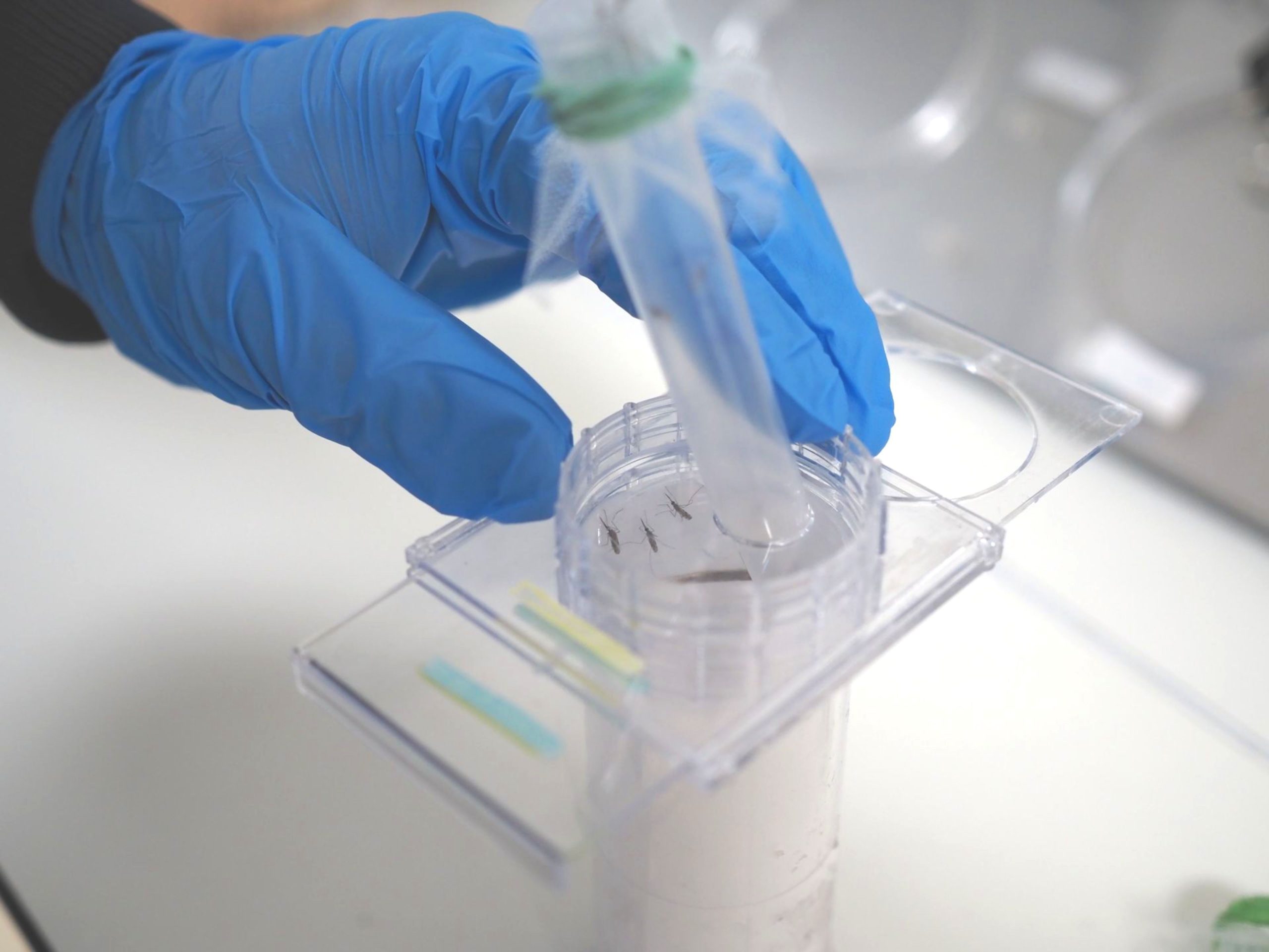 Hand in blue latex glove transferring mosquitoes from a tube into a WHO tube