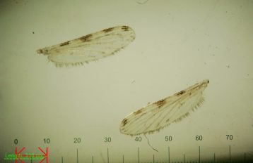 Sepia coloured microscopy image of two mosquito wings showing alternating dark and light pattern across the top of the wings, and fibers along the bottom edge of the wings against a ruler