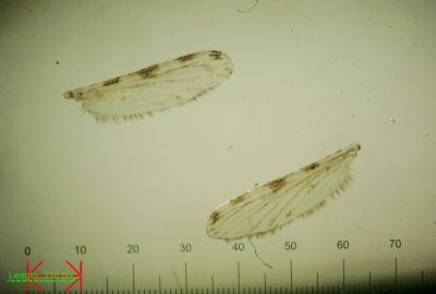 Sepia coloured microscopy image of two mosquito wings showing alternating dark and light pattern across the top of the wings, and fibers along the bottom edge of the wings against a ruler