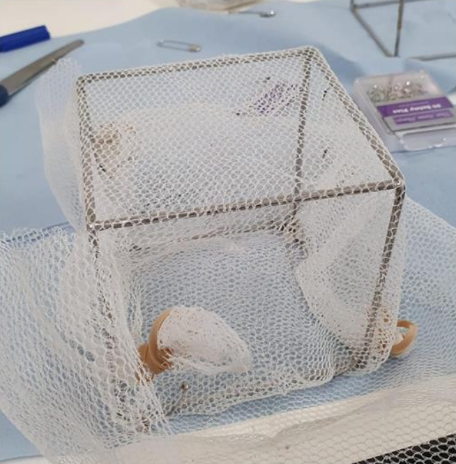 Silver, metal frame cage covered in white netting and secured with rubber bands at the corners with mosquitoes inside