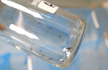 CDC bottle at an angle showing mosquitoes resting inside the glass walls