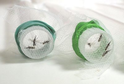 Two test tubes lying horizontally with the top facing the viewer. White net covers the top of each tube and is held in place by green rubber bands. Three mosquitoes are seen on the netting in tube on the left and four are similarly resting on the net in the test tube on the right.
