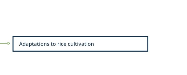 Diagram of adaptions to rice cultivation categories