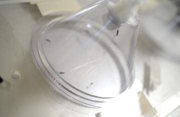 Image of the transparent cone of a cone bioassay against a white board with the narrow opening of the cone in the upper right quadrant plugged with a cotton ball. Five mosquitoes rest on the inside of the walls of the cone.