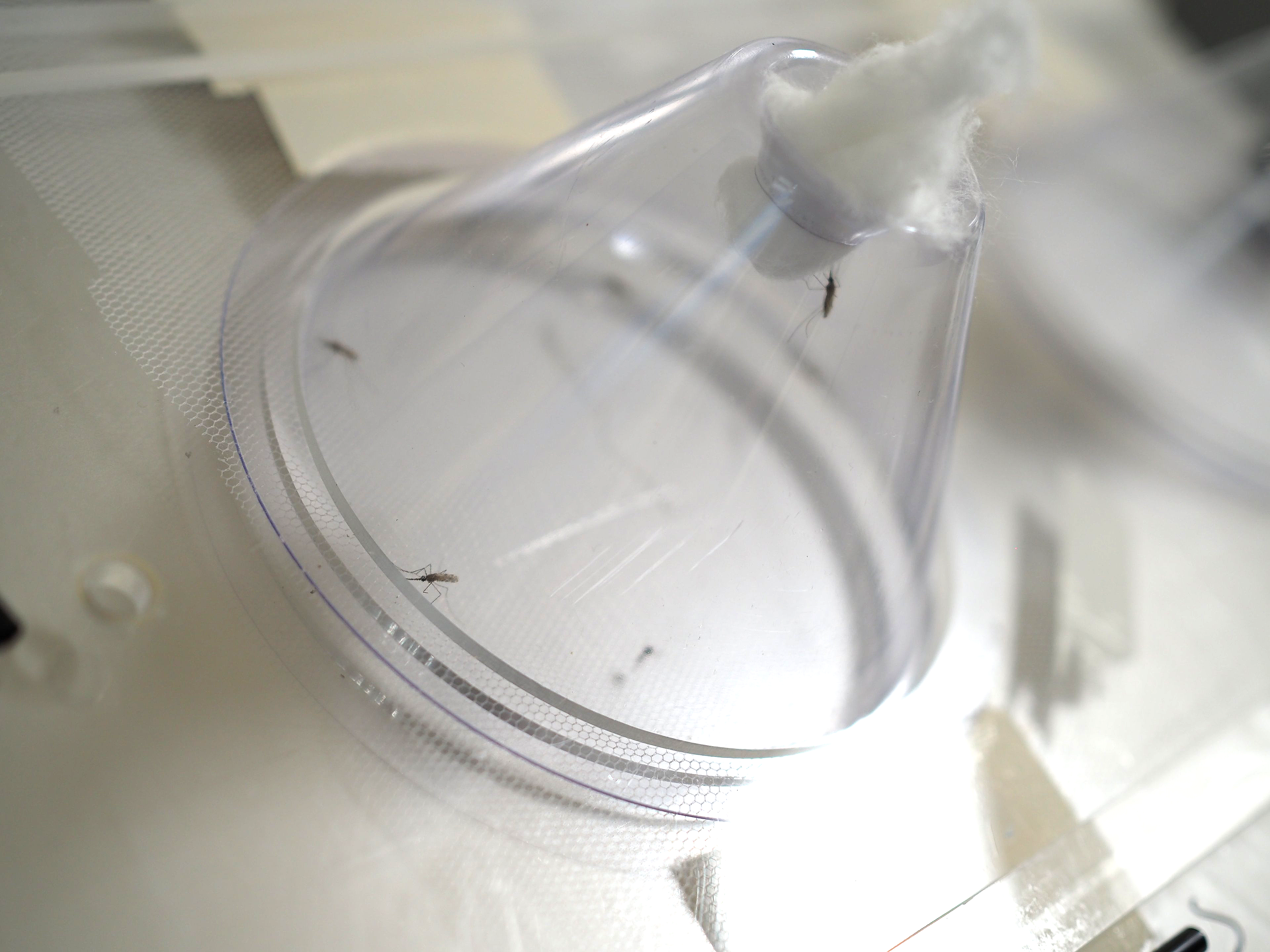 Image of the transparent cone of a cone bioassay against a white board with the narrow opening of the cone in the upper right quadrant plugged with a cotton ball. Five mosquitoes rest on the inside of the walls of the cone.